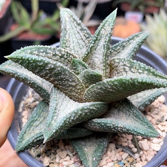实生锦带桥仙人球多肉植物