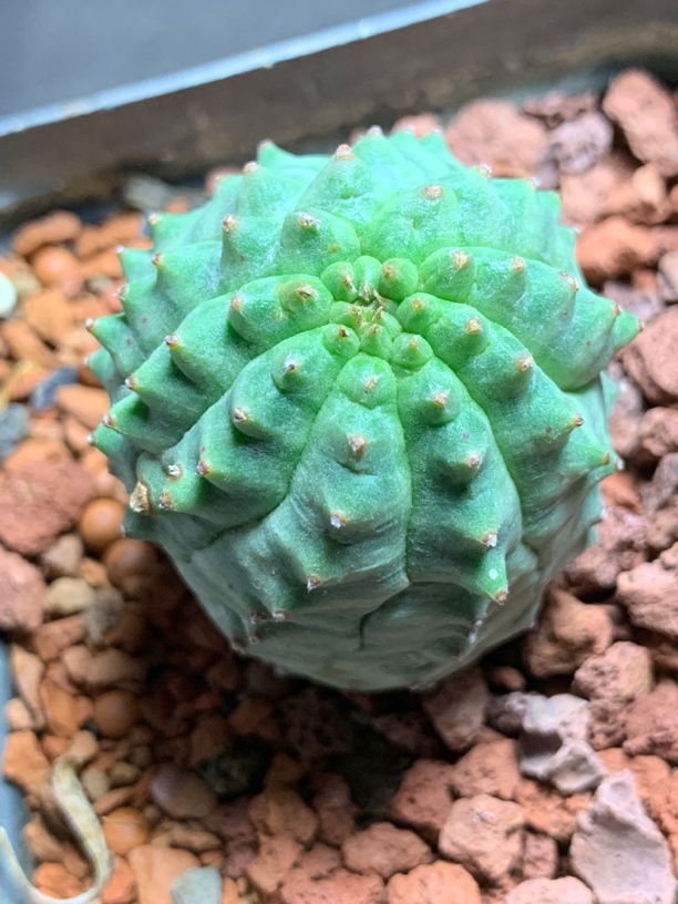 实生角尤欧系布纹球杂 尤点突出 一物一拍包邮非偏远