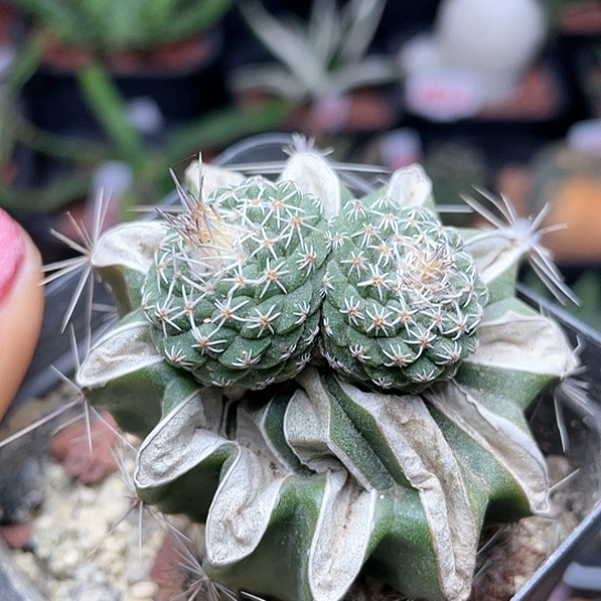 双头菊水仙人球多肉植物