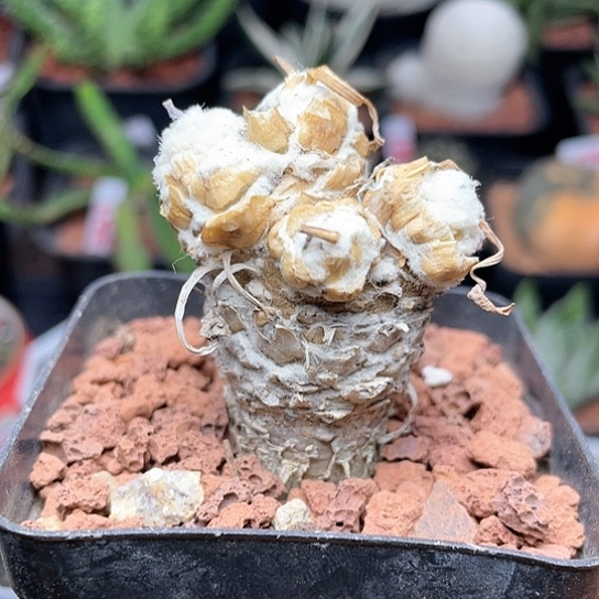实生大颗刨花厚敦菊仙人球
