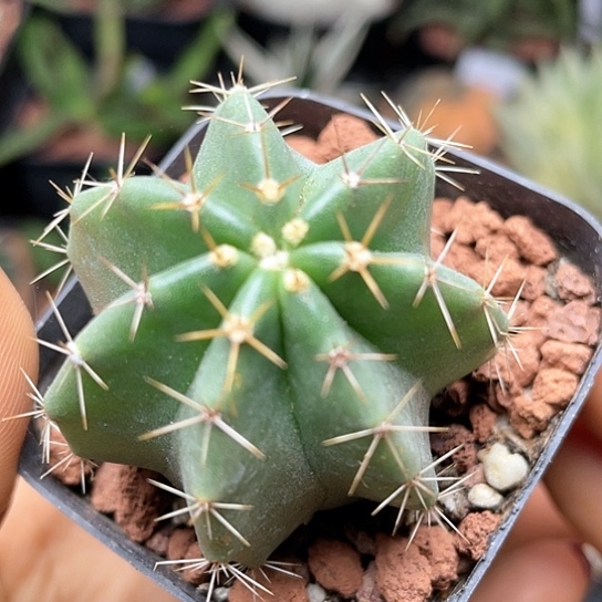 实生微刺虾仙人球多肉