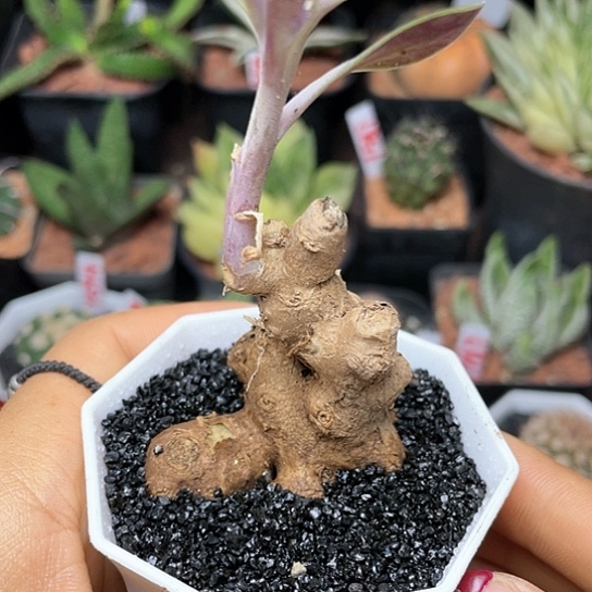块根紫龙冠仙人球多肉1
