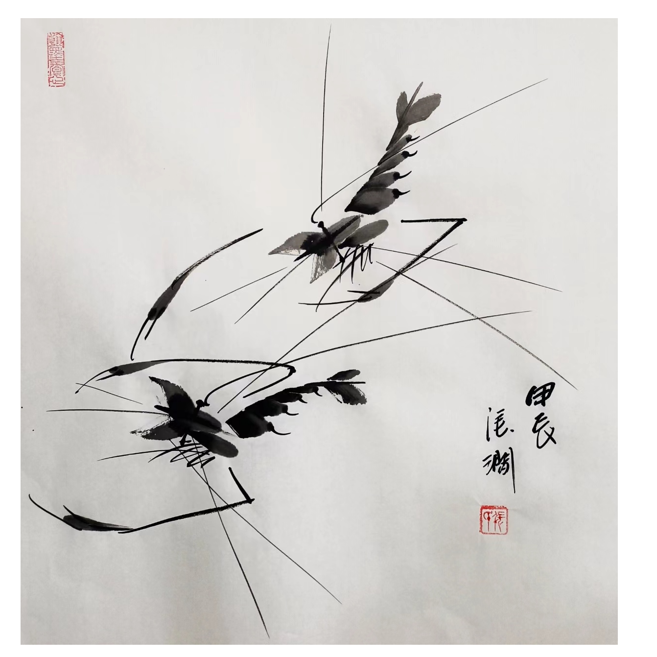 斗方虾  张涧老师作品