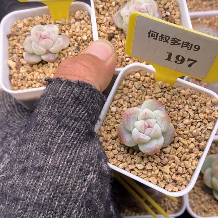 【闪购商品】用****89195.196.197冰玉多肉