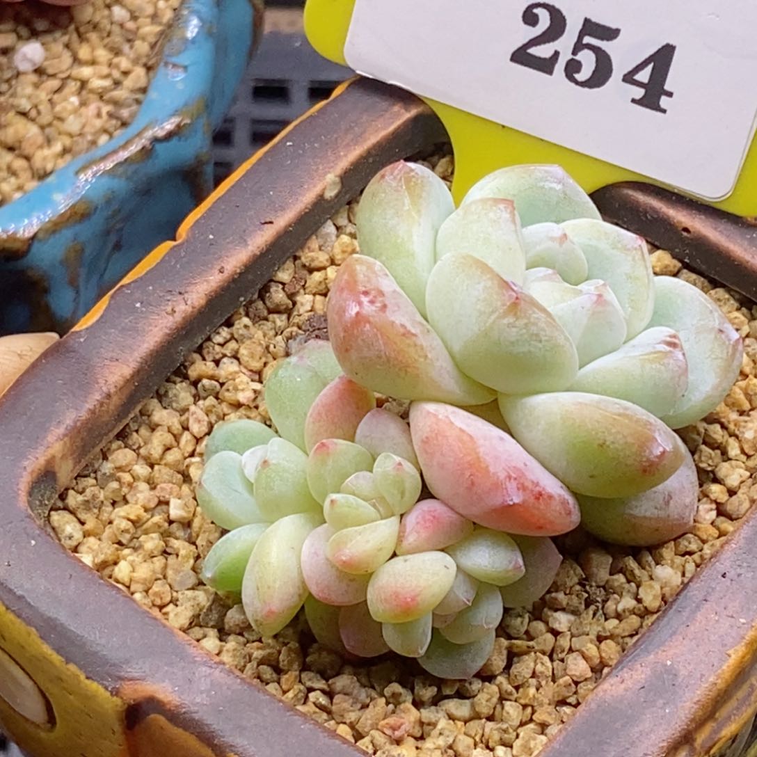 254冰玉四头多肉植物