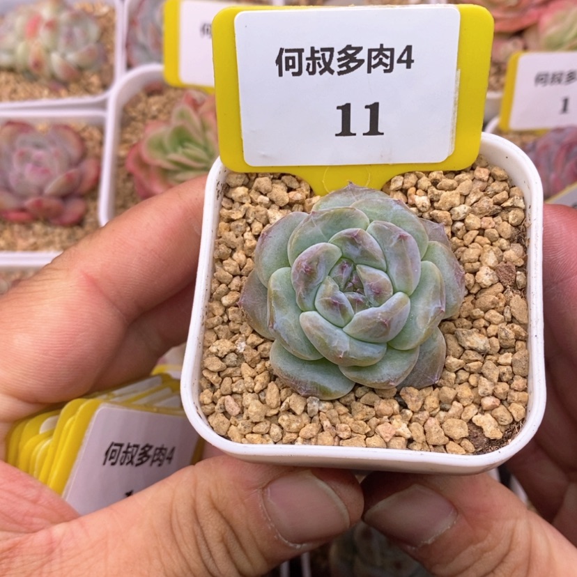 【闪购商品】411冰魄带盆发多肉