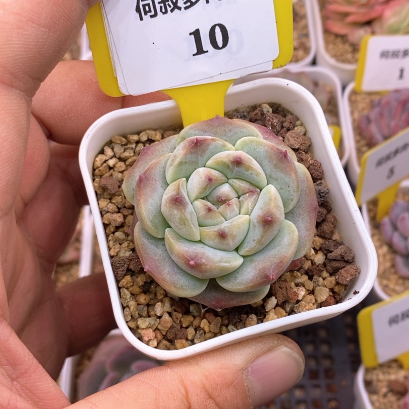 【闪购商品】410变异秘境冰魄多肉