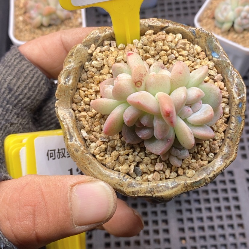 【闪购商品】底*6132冰玉