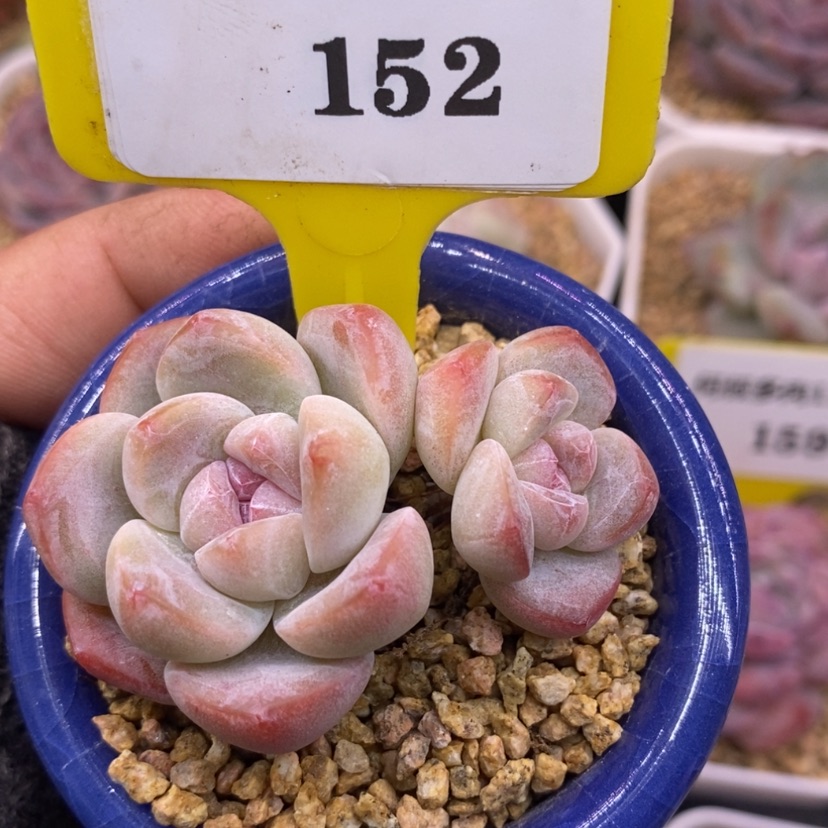 【闪购商品】金*方13152陶瓷盆冰玉多肉