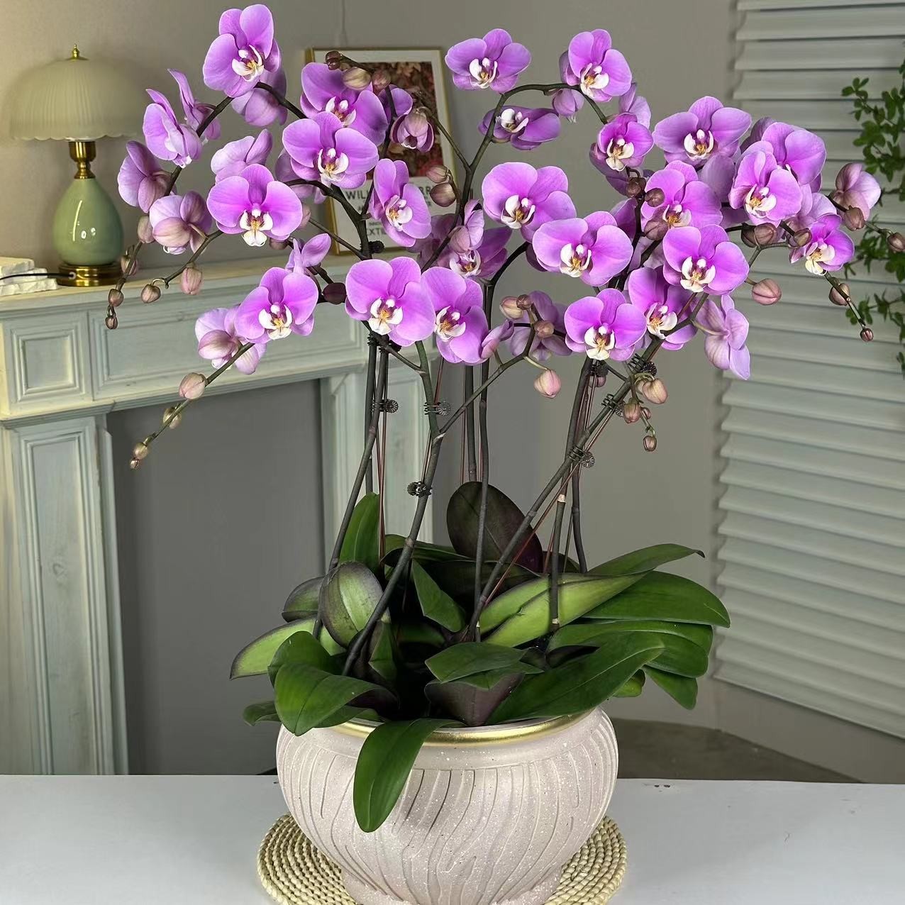 蝶纷飞【安娜】带花苞兰花阳台开花发货种植生长植株
