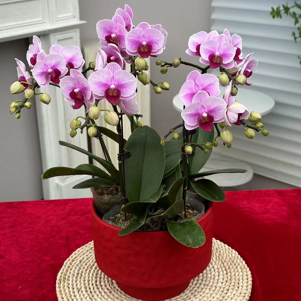 蝶纷飞【宝贝】带花苞兰花阳台开花发货种植生长植株