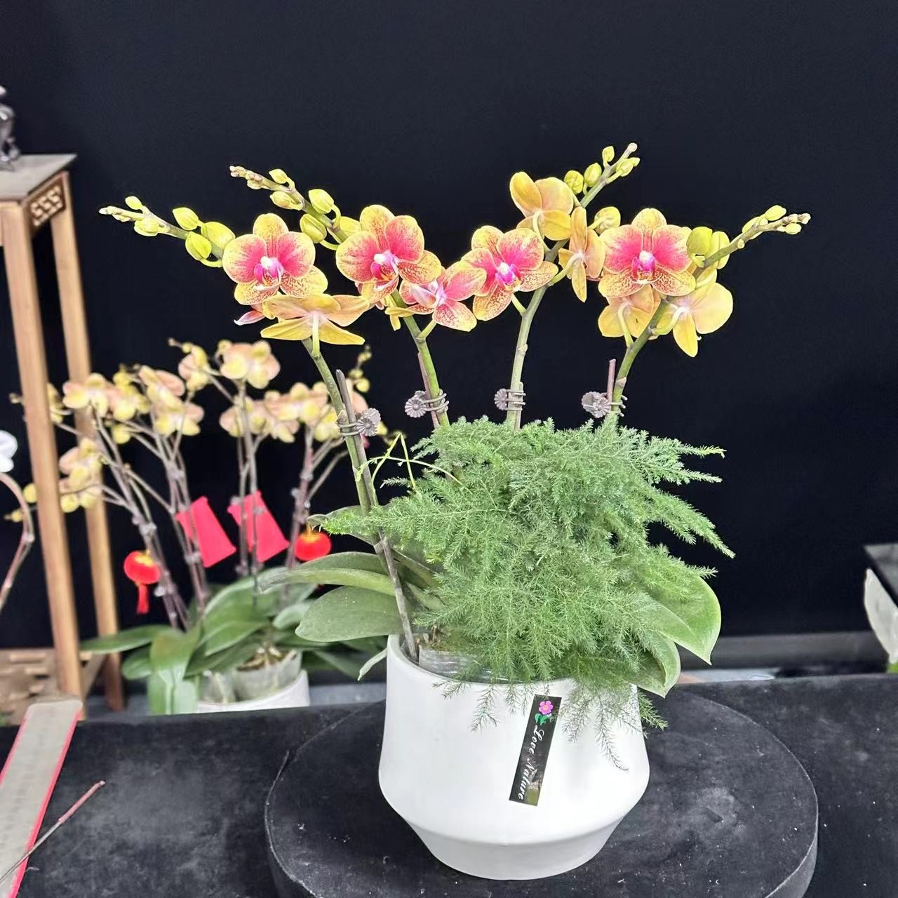 春晖【聚宝盆】带花苞兰花阳台开花发货种植生长基地植株