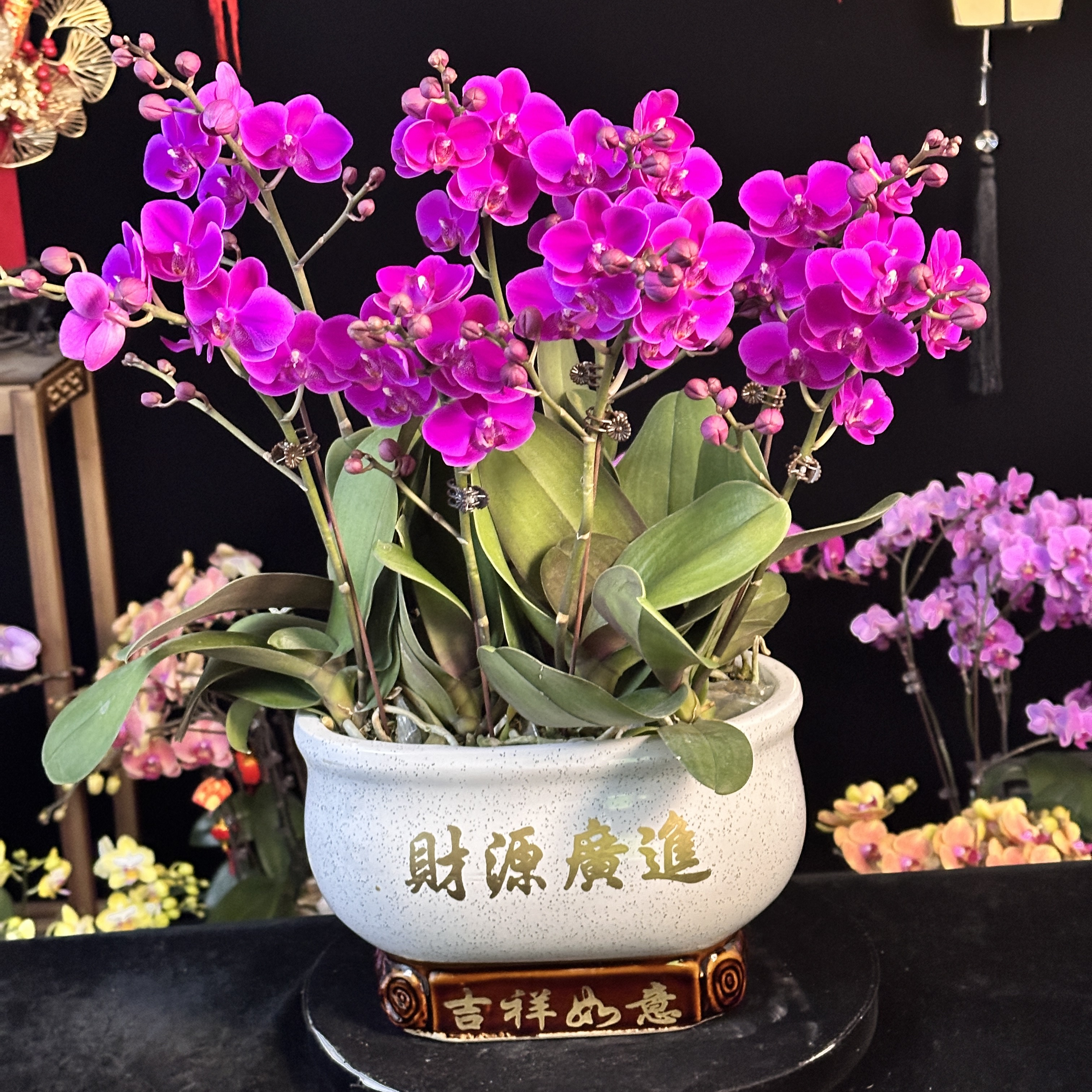 春晖【满天红】带花苞兰花阳台开花发货种植生长基地植株