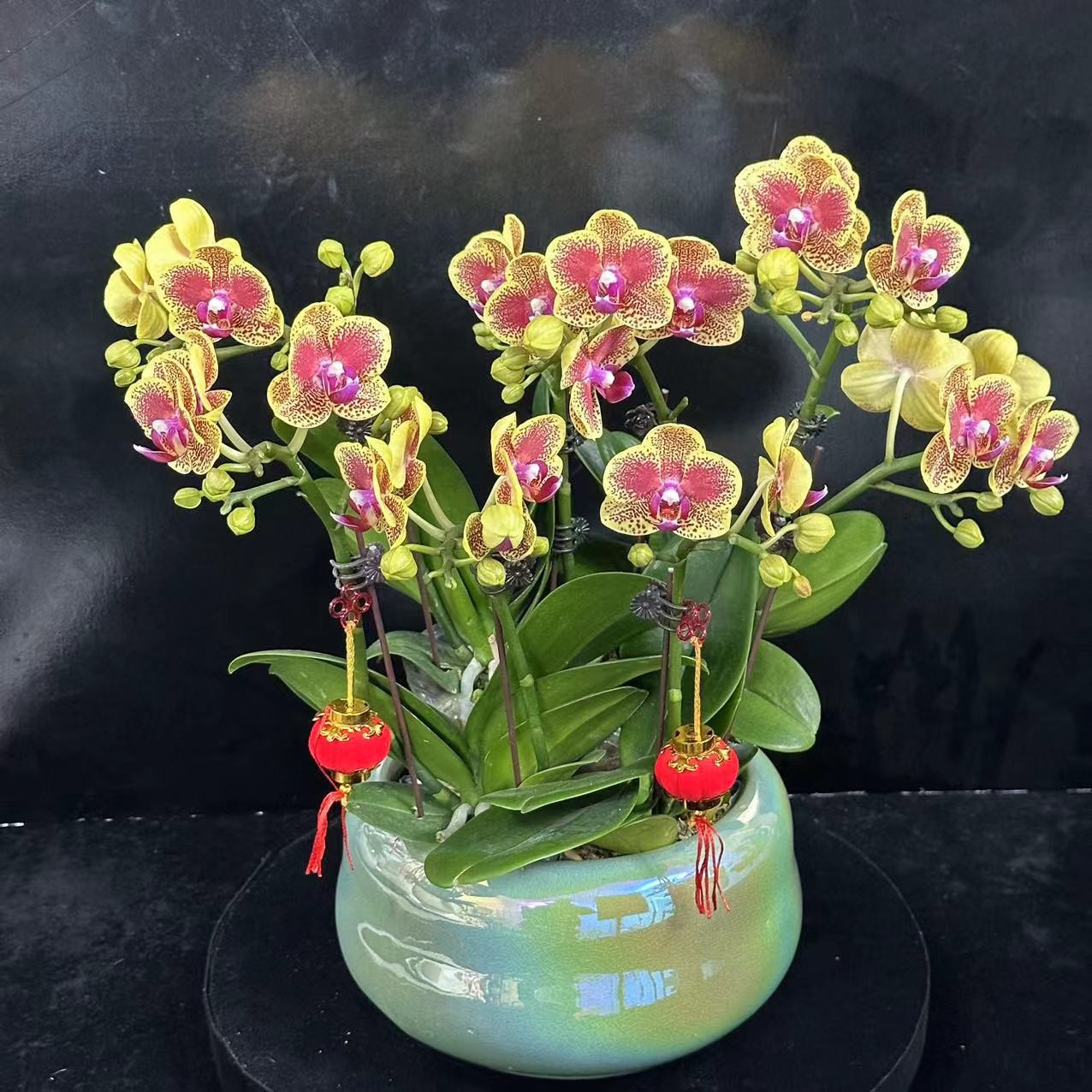 蝶纷飞【聚宝盆】带花苞兰花阳台开花发货种植生长基地植株