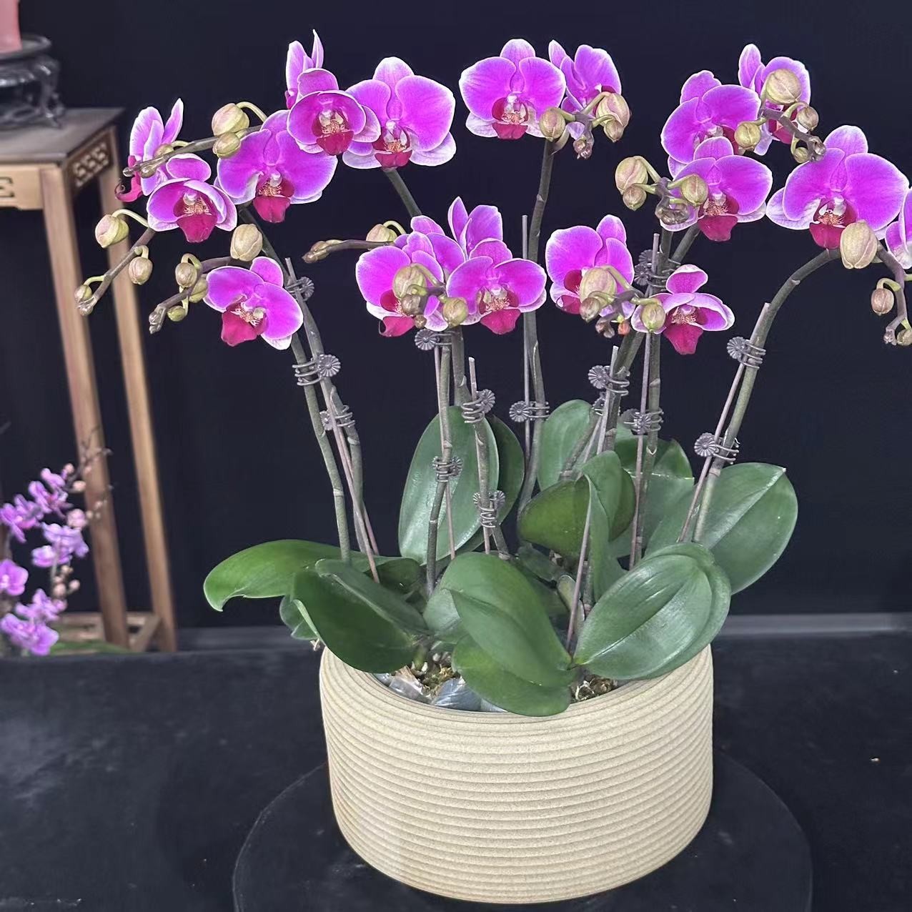春晖【红日】带花苞兰花阳台开花发货种植生长植株