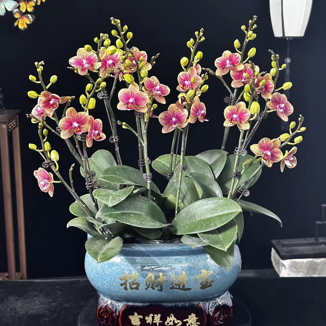 春晖【金蝶】带花苞兰花阳台开花发货种植生长基地植株