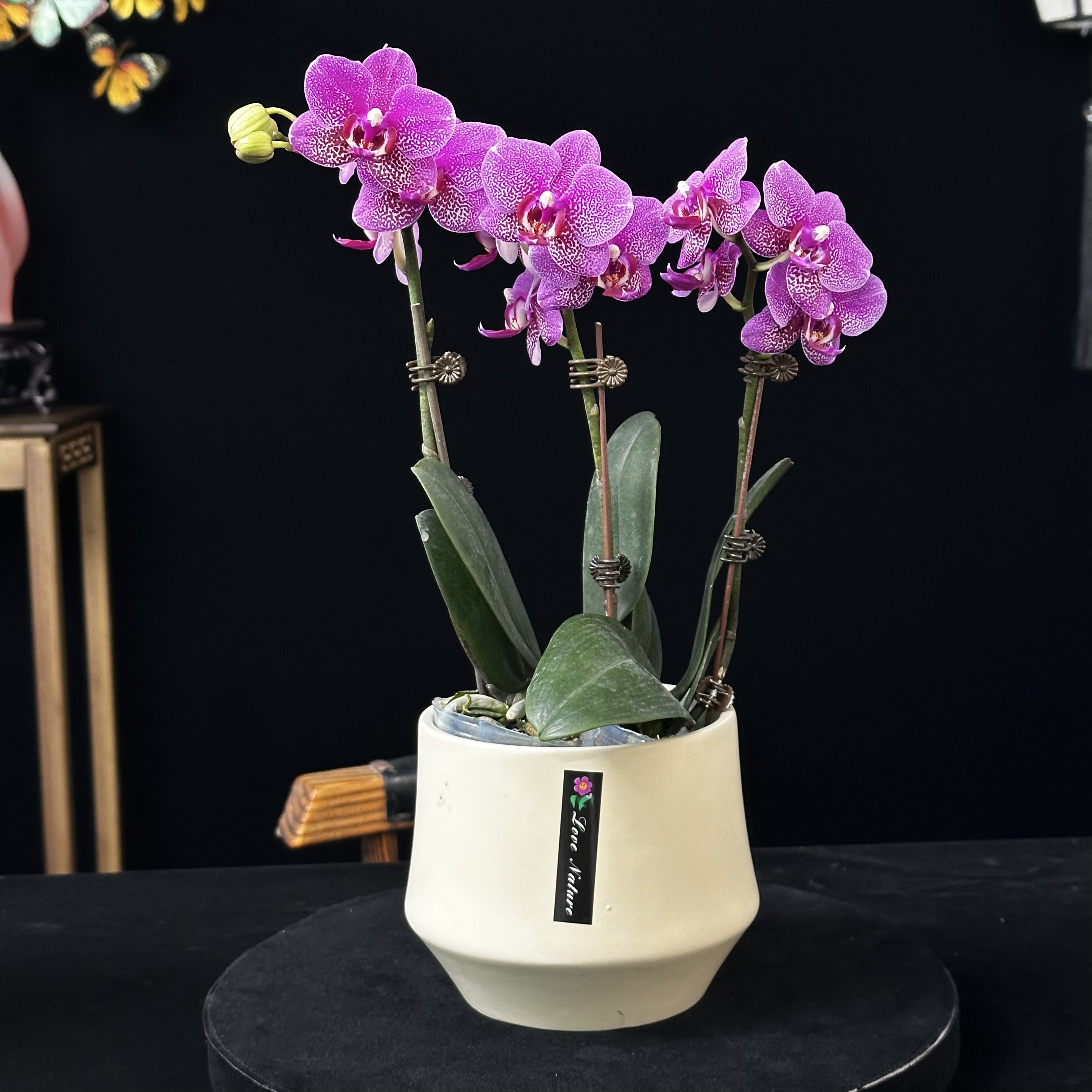 蝶纷飞【三生三世】带花苞兰花阳台开花发货种植生长基地植株
