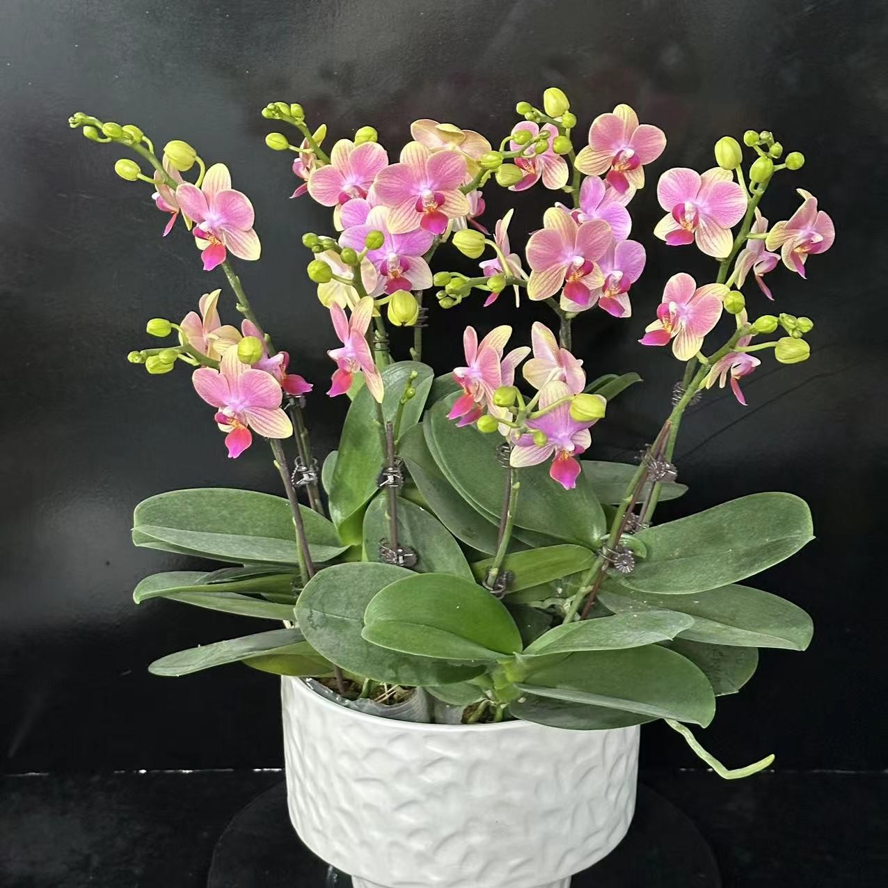 春晖【夏日】带花苞兰花阳台开花发货种植生长基地植株