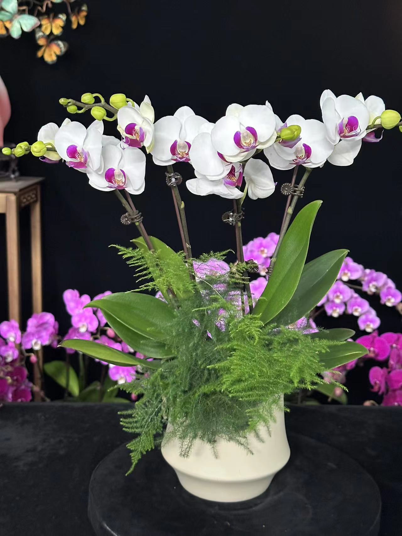 蝶纷飞【雪玉】带花苞兰花阳台开花发货种植生长植株
