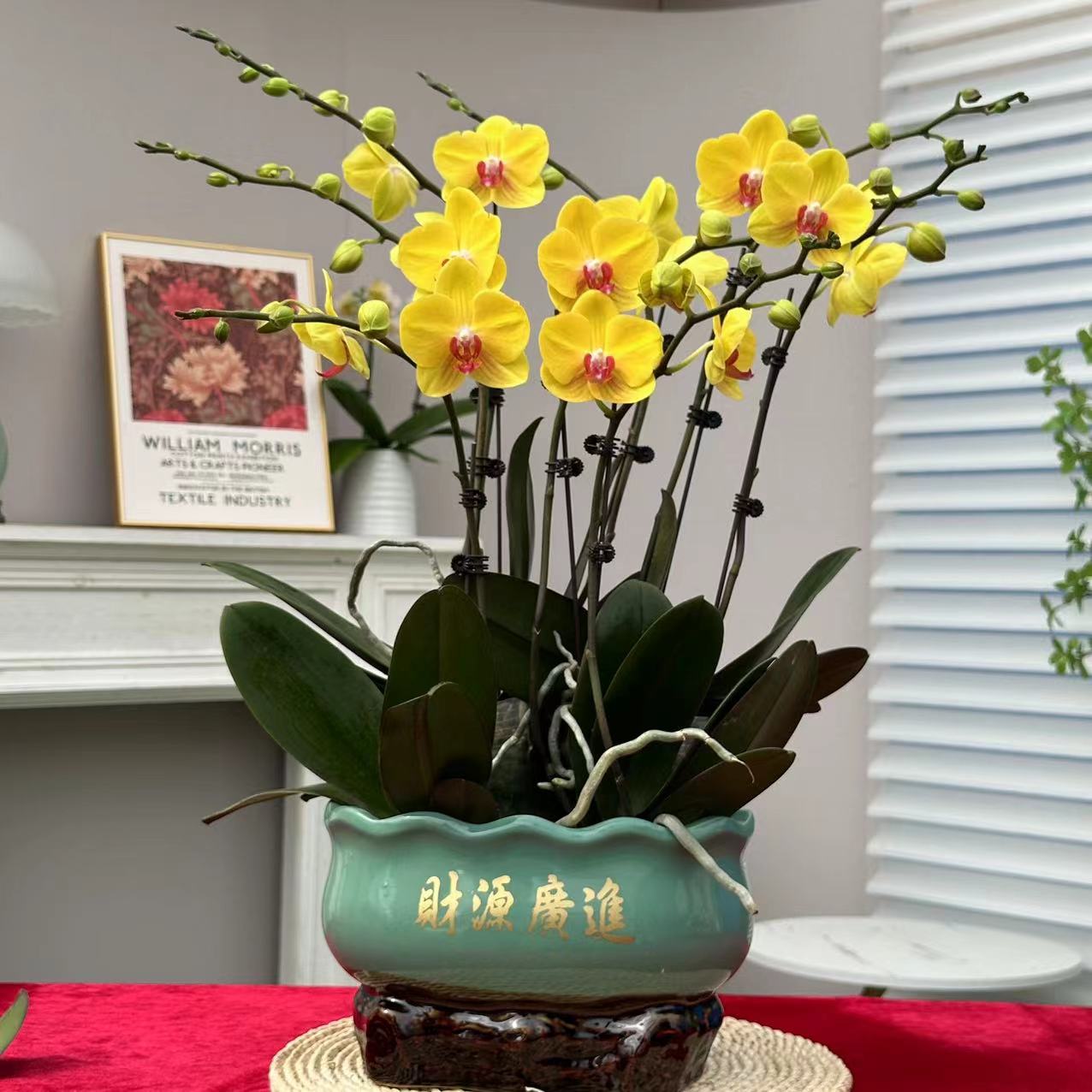 蝶纷飞【飞黄腾达】带花苞兰花阳台开花发货种植生长植株