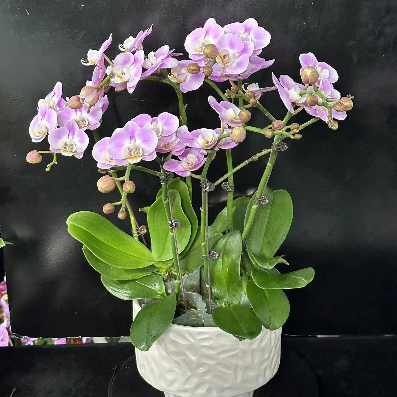 蝶纷飞【优雅】带花苞兰花阳台开花发货种植生长基地植株