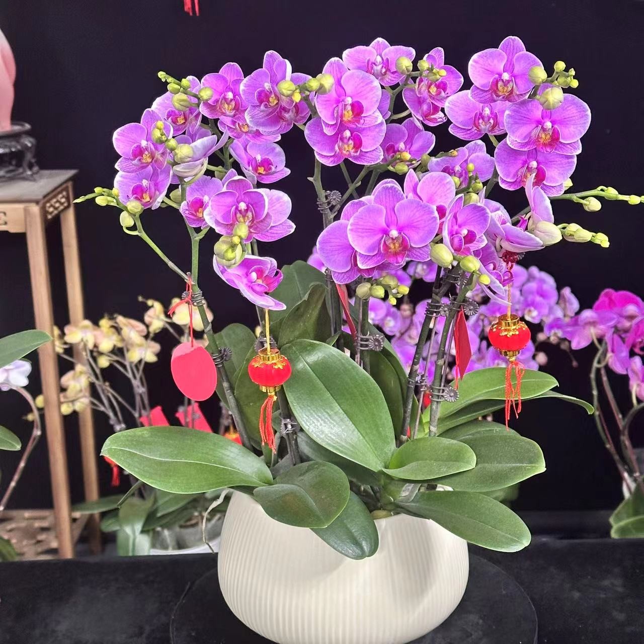 蝶纷飞【七彩祥云】蝴蝶兰鲜花批发室内花卉带花开花带花苞兰花