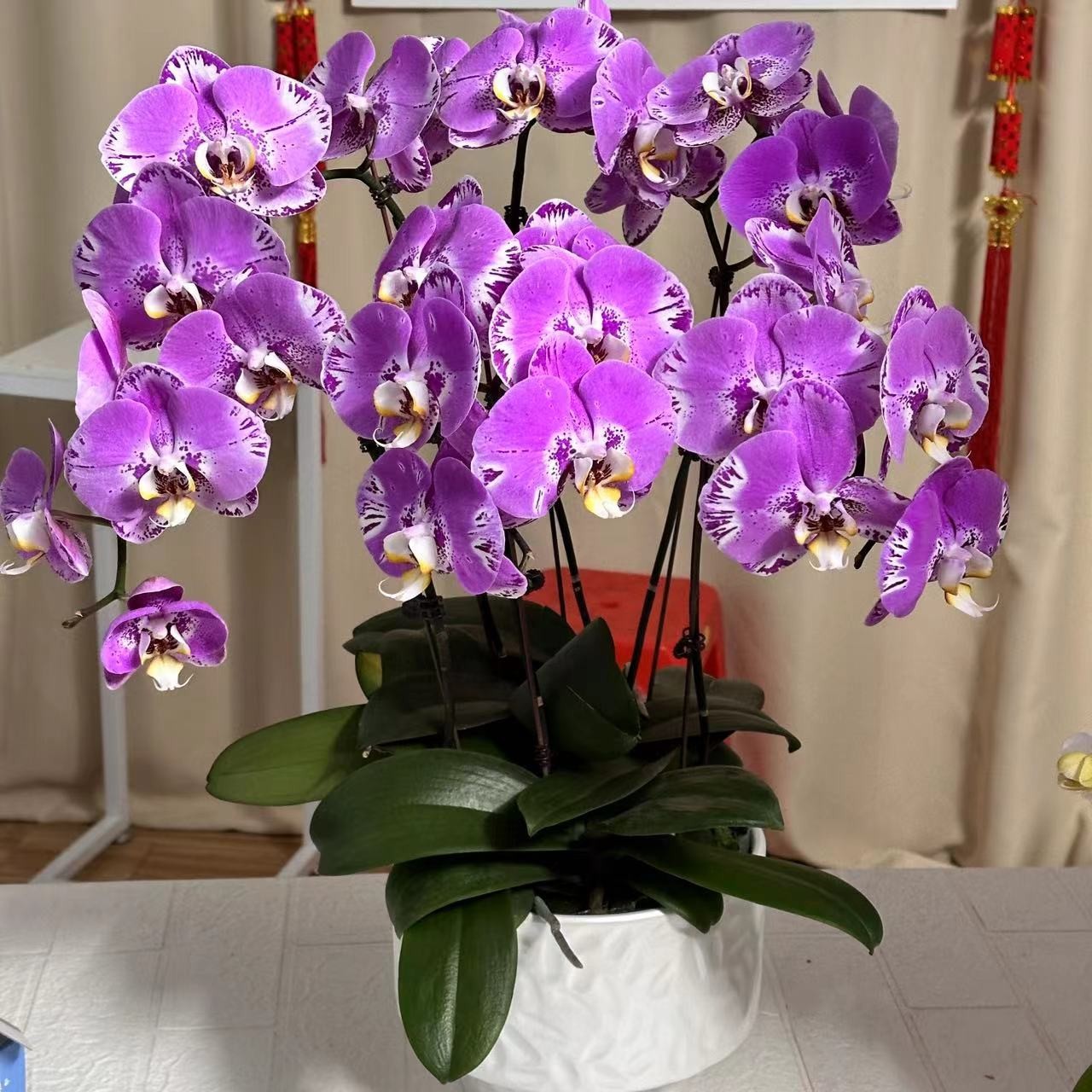 蝶纷飞【藏宝图】带花苞兰花阳台开花发货种植生长基地植株