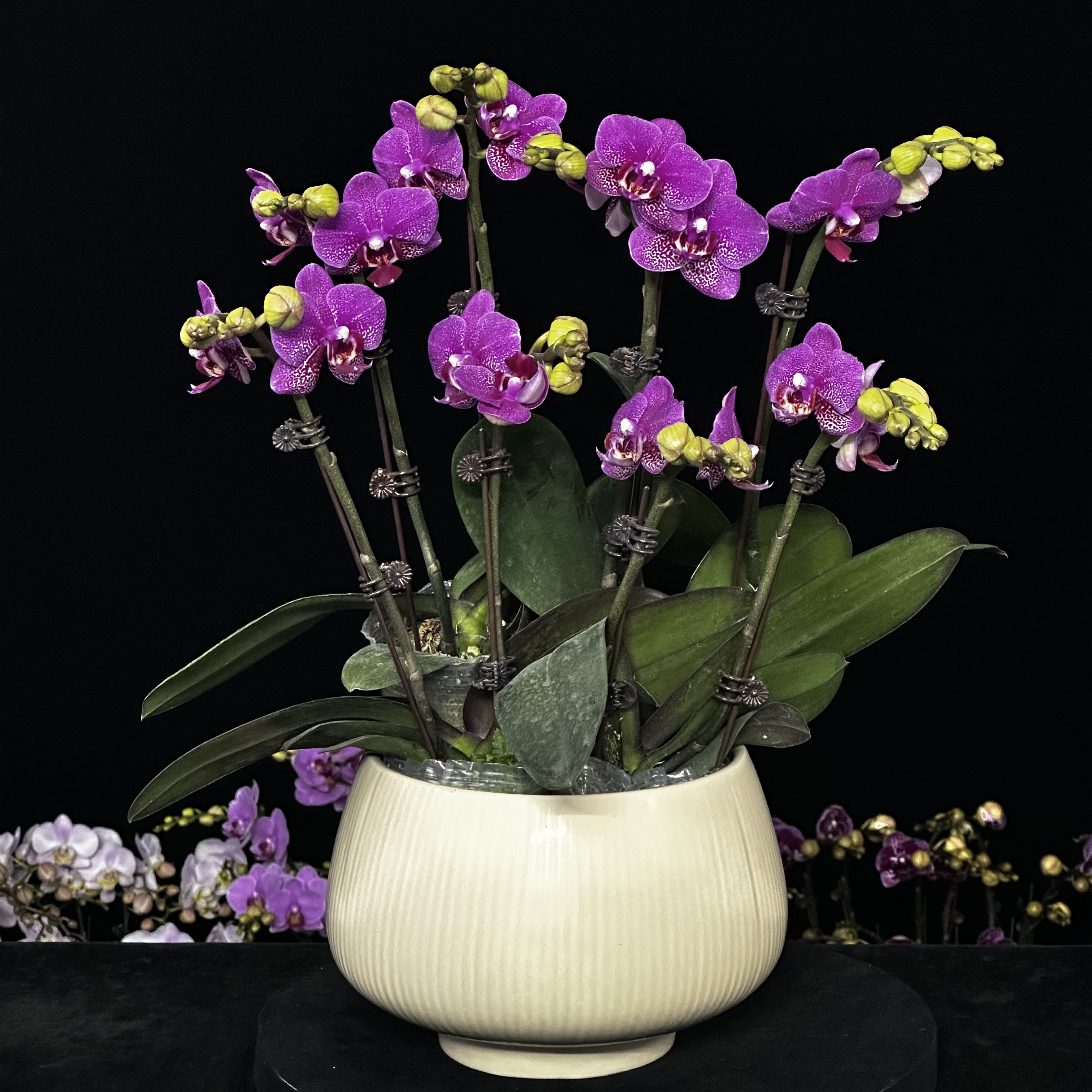 蝶纷飞【红粉佳人】带花苞兰花阳台开花发货种植生长植株