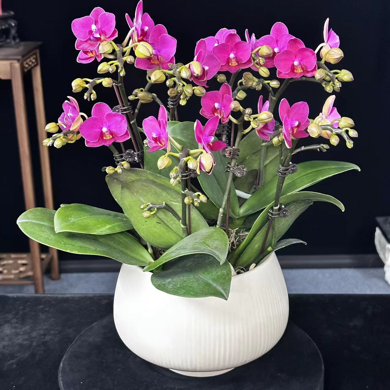 蝶纷飞【爱丽丝】蝴蝶兰高档室内鲜花盆栽阳台桌面摆件花卉带花苞
