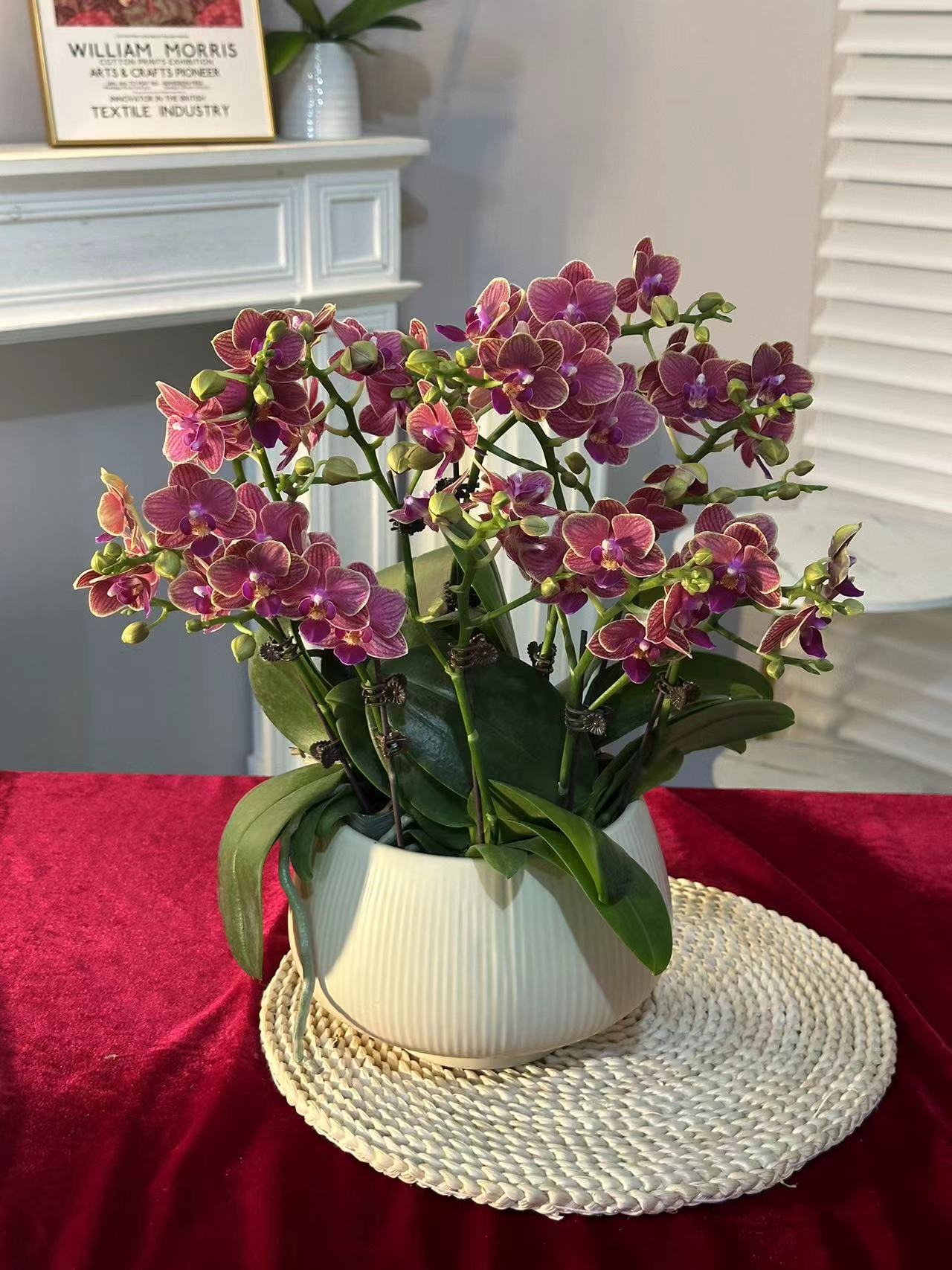 蝶纷飞【金边玲珑】带花苞兰花阳台开花发货种植生长植株
