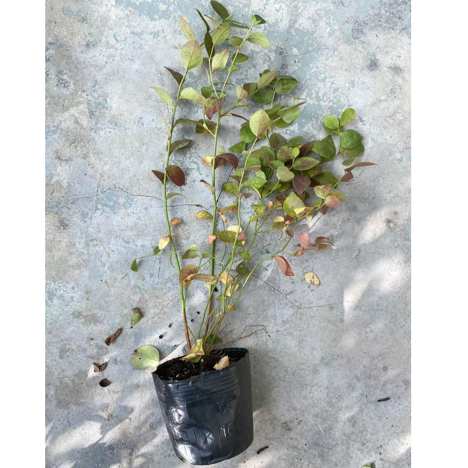 南方种植花香果香西班牙45蓝莓苗一颗
