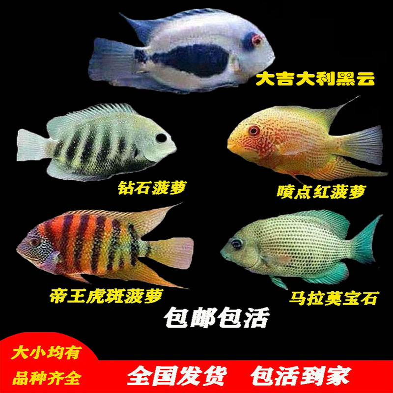 热带观赏鱼菠萝鱼帝王虎斑菠萝淡水鱼喷点菠萝鱼黑云钻石菠萝