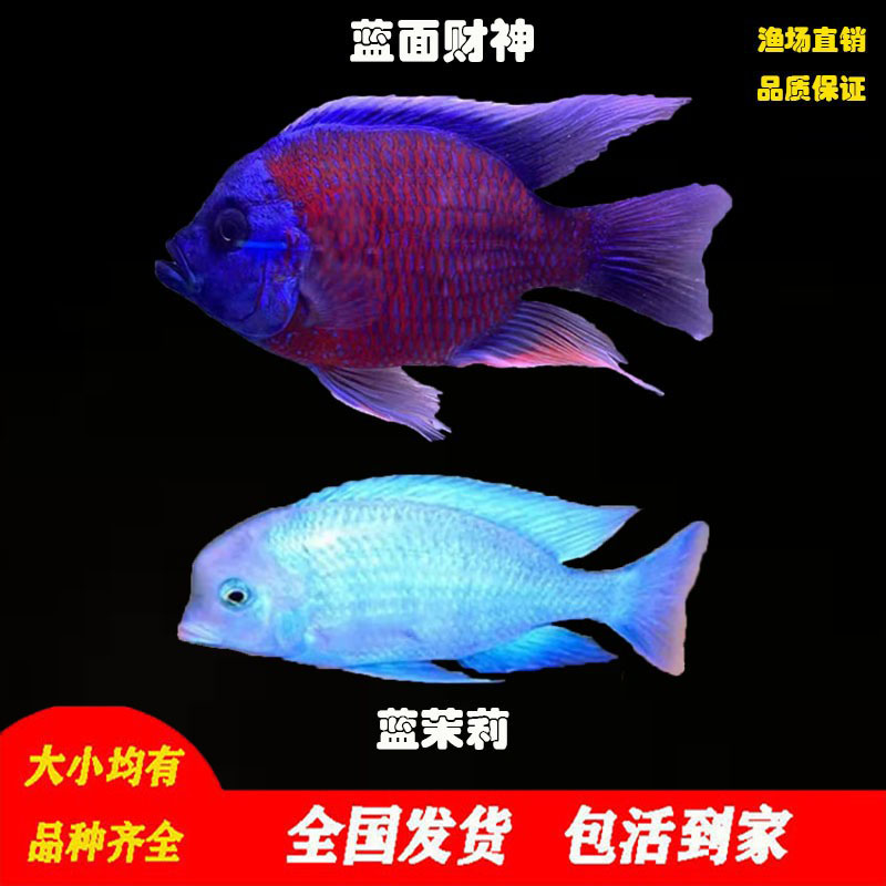 蓝面财神鱼大型观赏鱼淡水热带鱼好养耐活