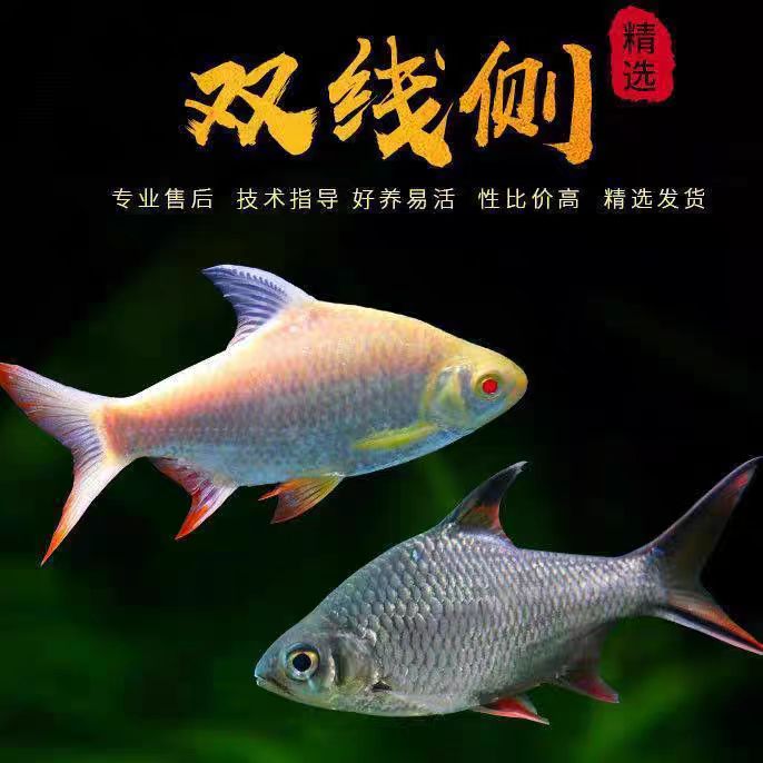 泰国鲫双线侧鱼活体热带观赏鱼金银白云鲫鱼金凤鱼银凤鱼龙鱼配鱼