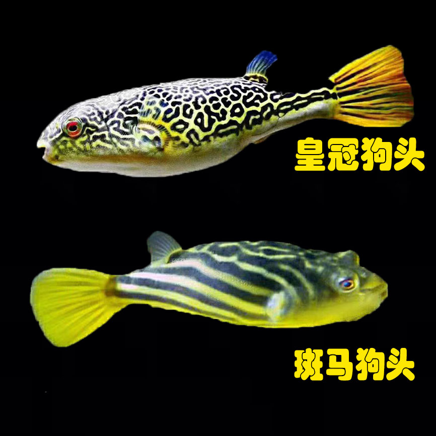 斑马狗头河豚鱼淡水河豚凶猛斑马狗头鱼苗皇冠狗头活体热带观赏鱼