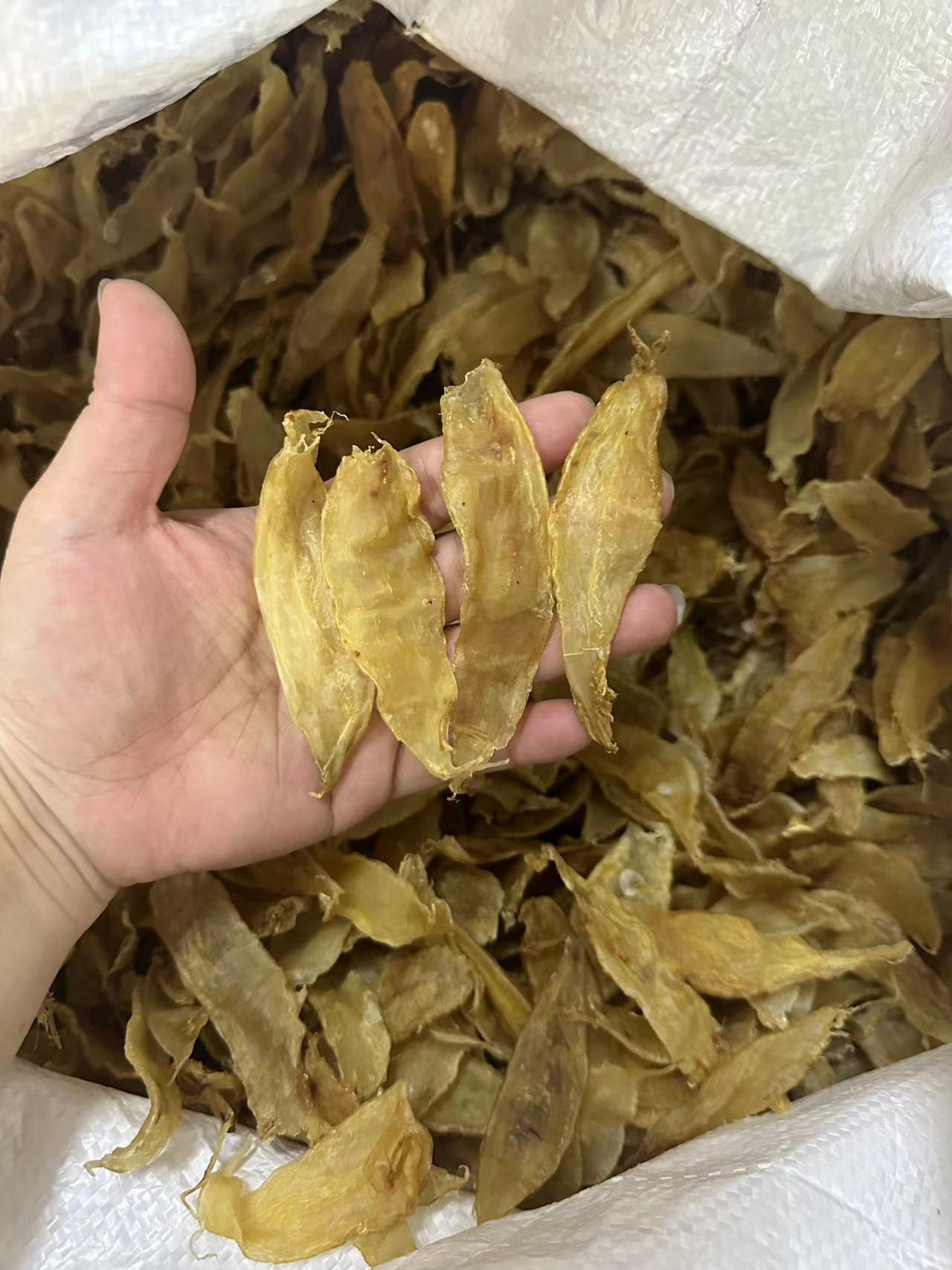 广东潮汕+赤嘴鱼鳔