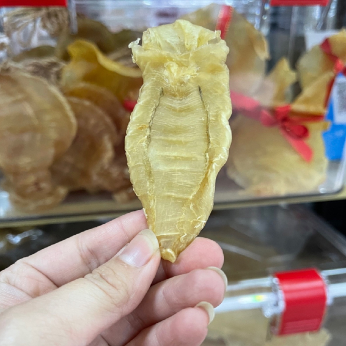 广东潮汕+本白鱼鳔