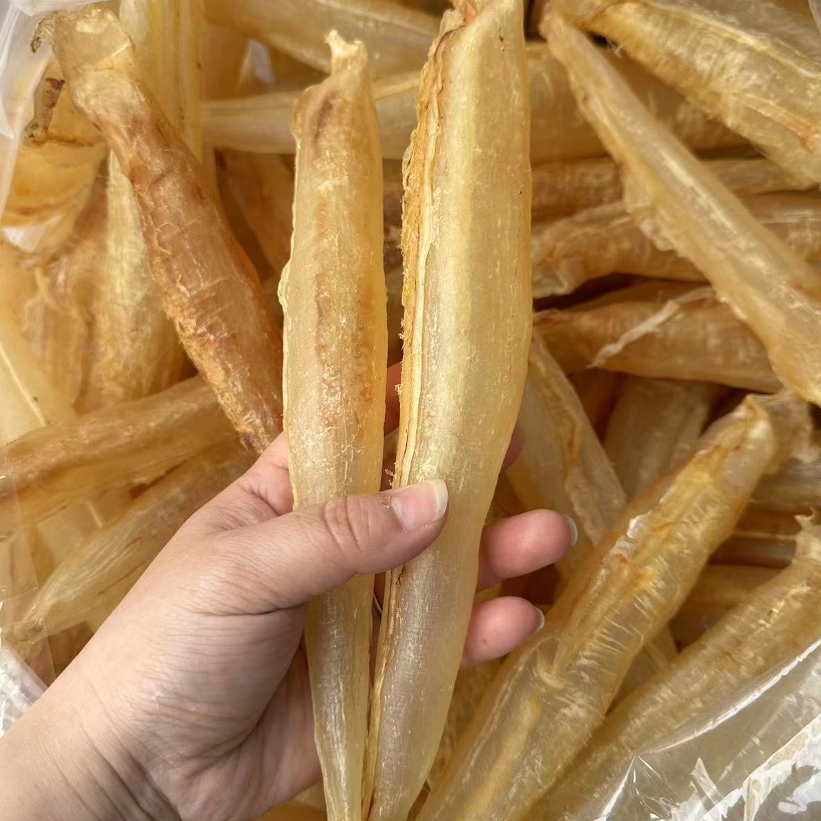 广东潮汕+大金龙鱼鳔