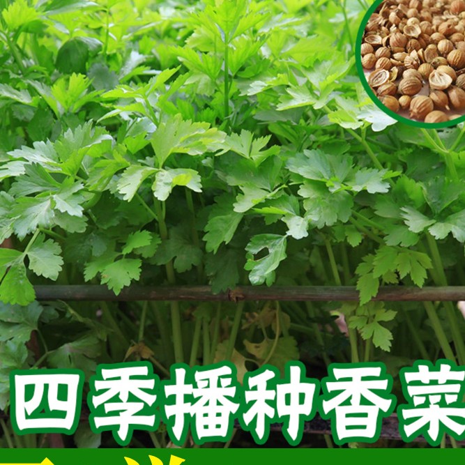 【厂家直销】耐寒秋冬四季香菜种子大叶香菜蔬菜香菜阳台种植菜园发