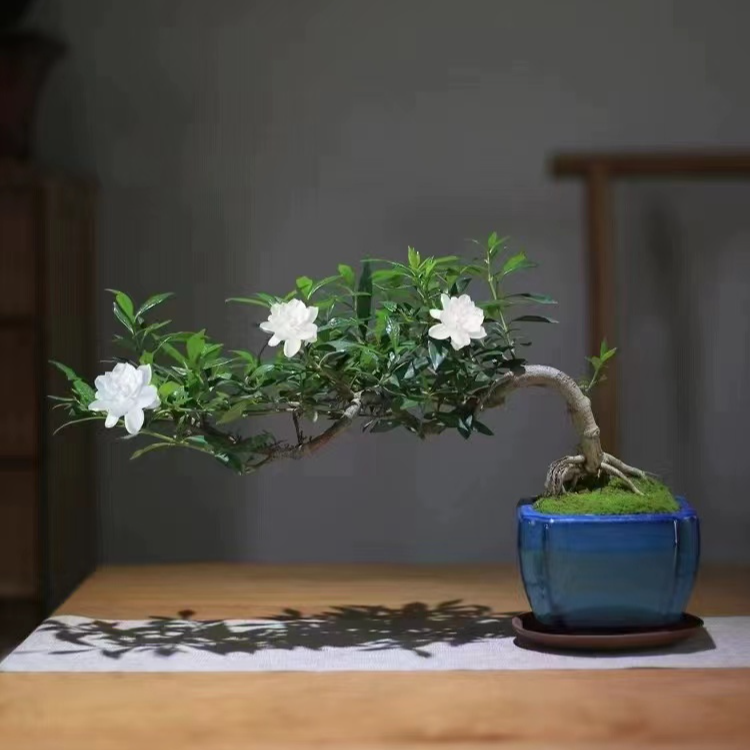海岛栀子花 水培土培四季常青不落叶盆景素材直播间（一物一拍）