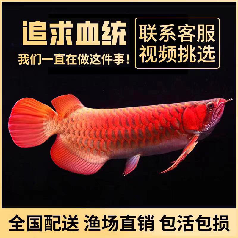 印尼红龙鱼活体大型观赏鱼超血红龙绿皮辣椒