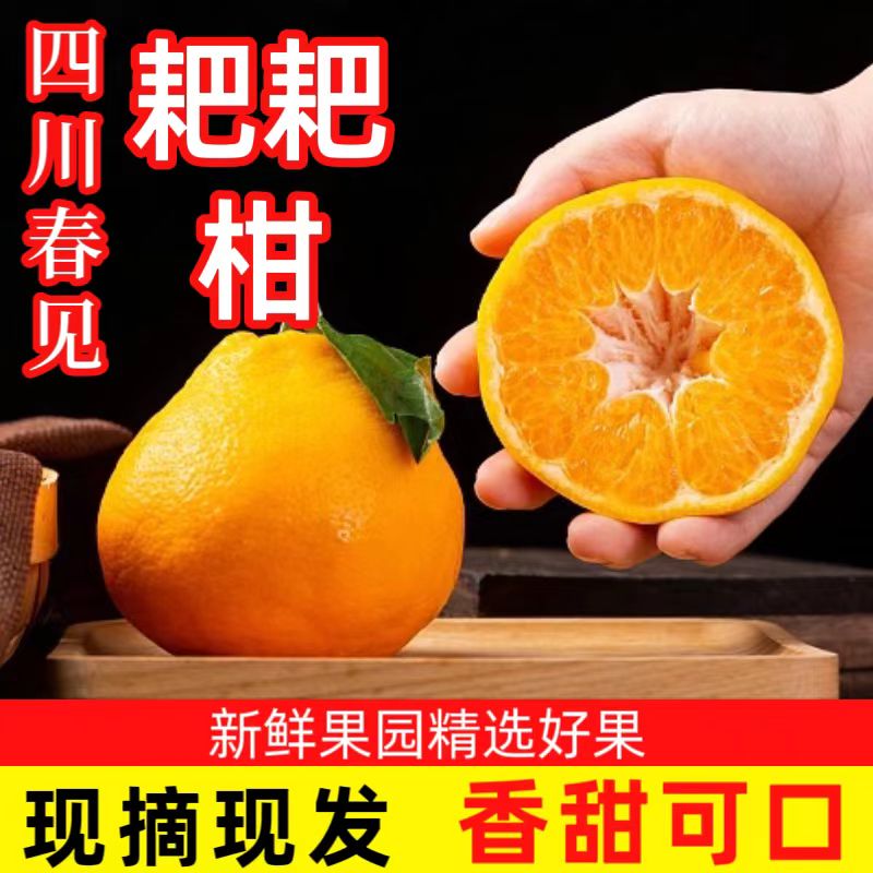 四川春见耙耙柑4-5斤香甜爆汁爽口纯甜细新鲜采摘贵州粑粑