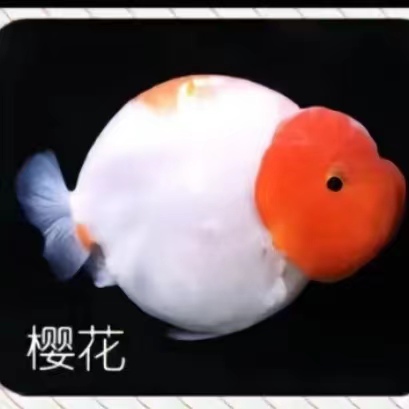 商品练手鱼冷冷水沾淡水观営赏鱼蝶尾珍子兰寿已直播尺寸为准