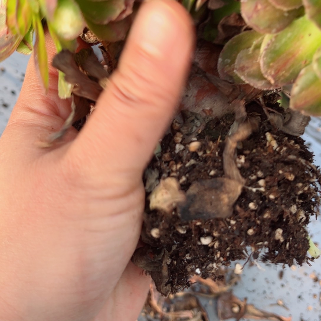 543 号多肉法师植物不支持退货