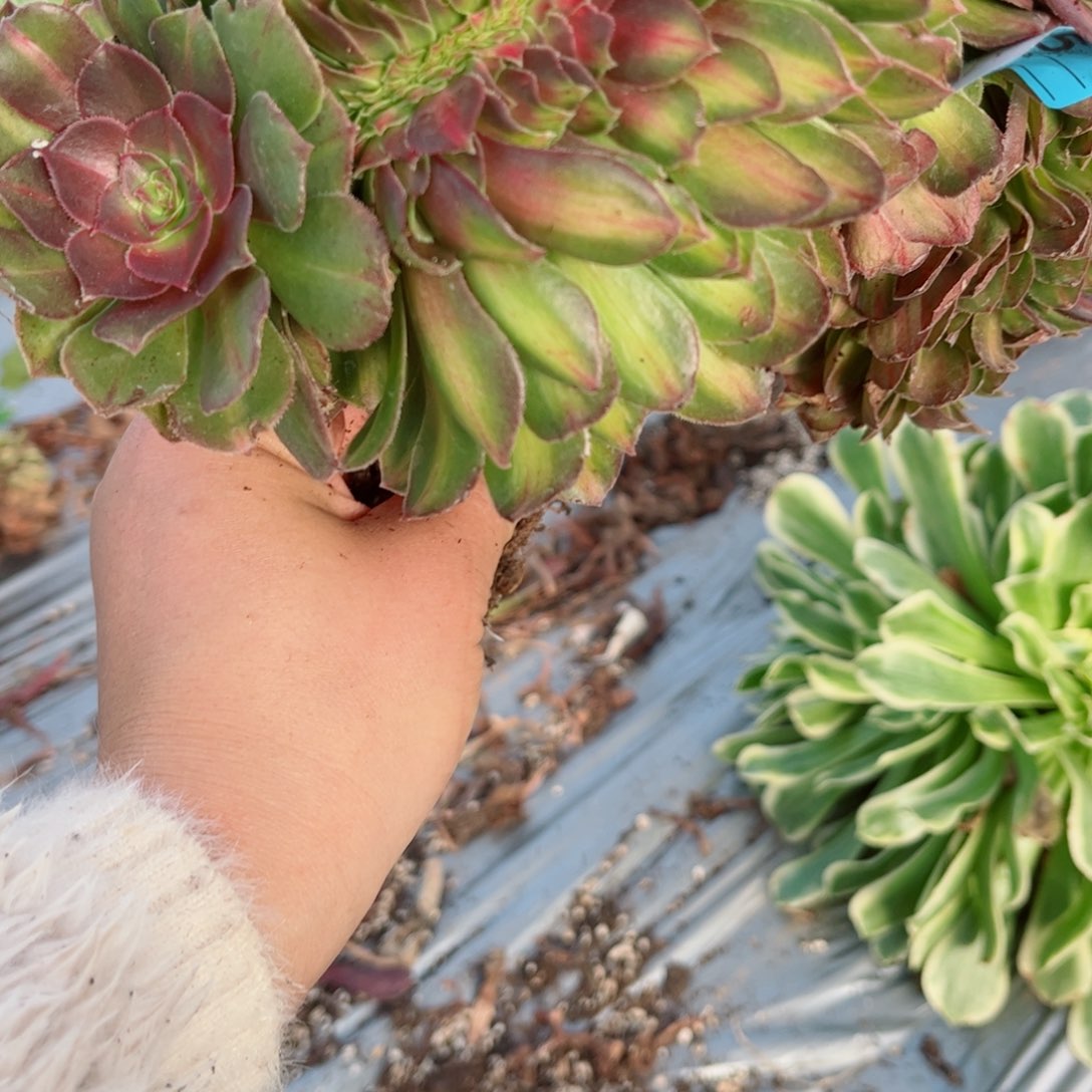 华***6578 号多肉植物法师