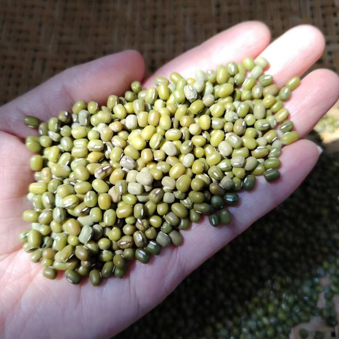 老品种绿豆 农家自种 非转基因 2024新豆