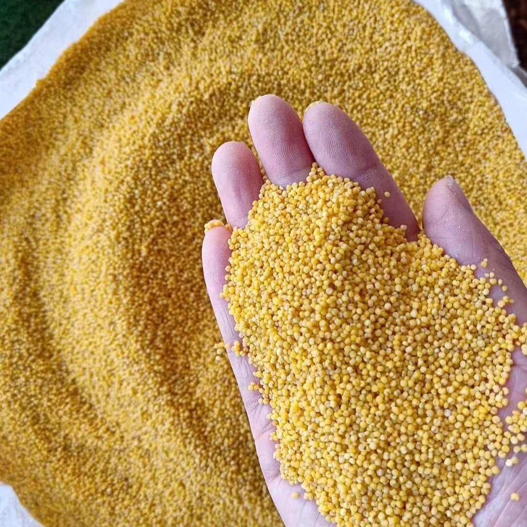 老品种小米 2024年新米 农家自种 五谷杂粮