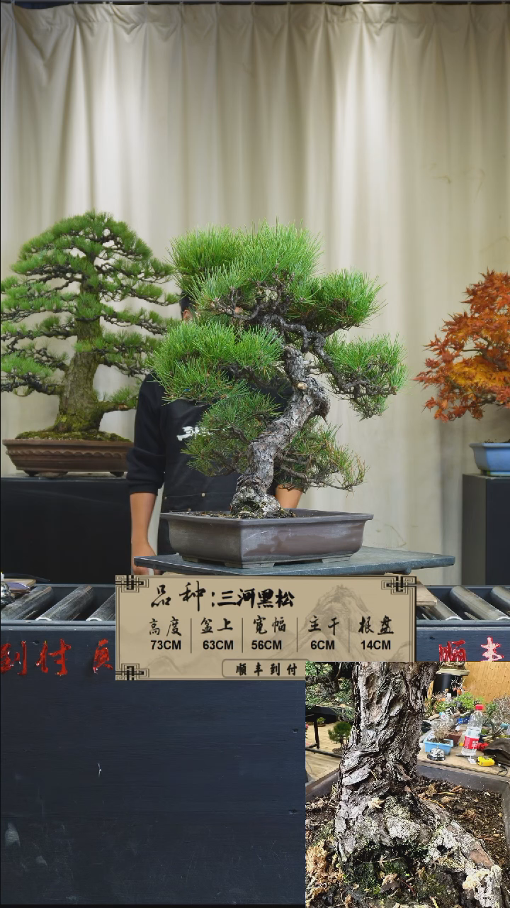 【闪购商品】C805三河黑松bubaoyou