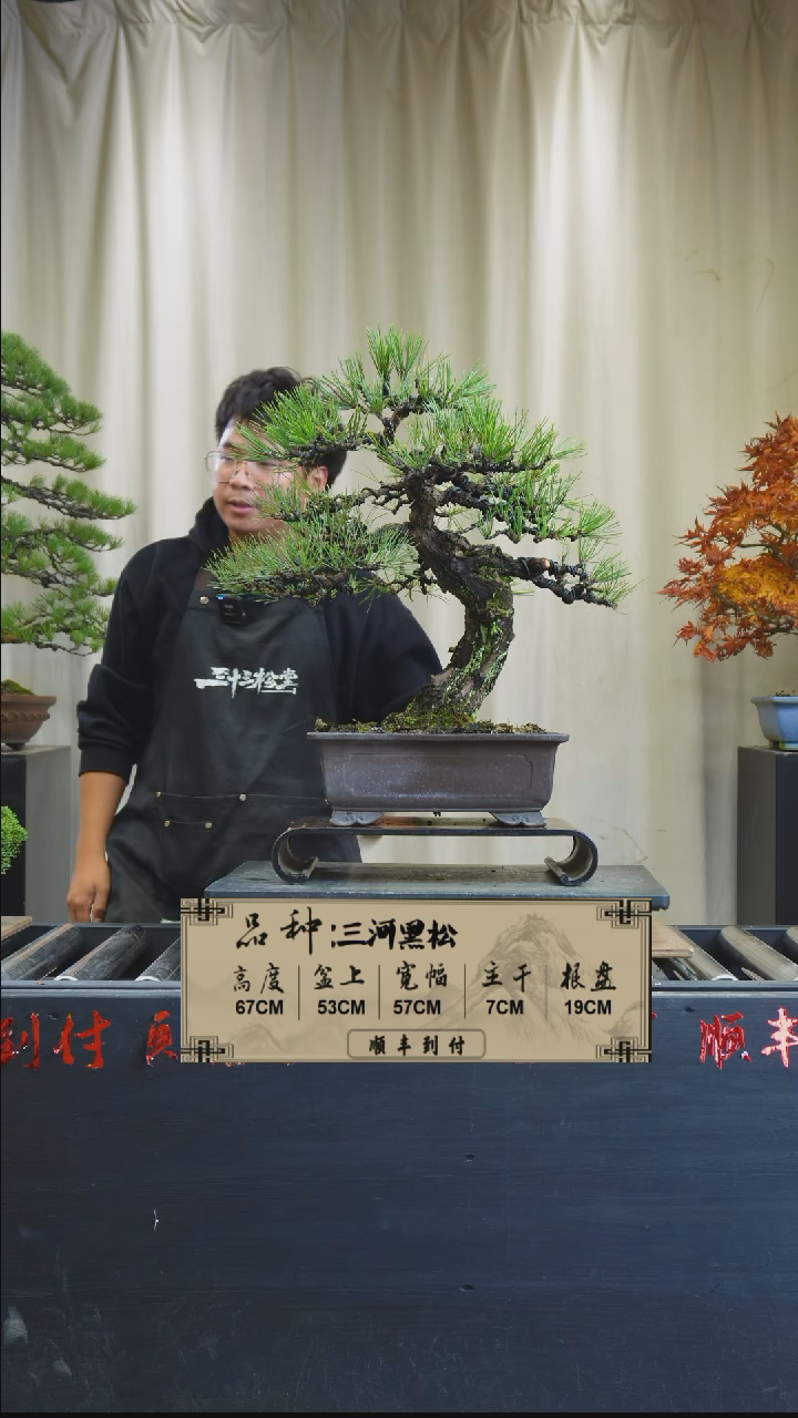 【闪购商品】C855三河黑松bubaoyou