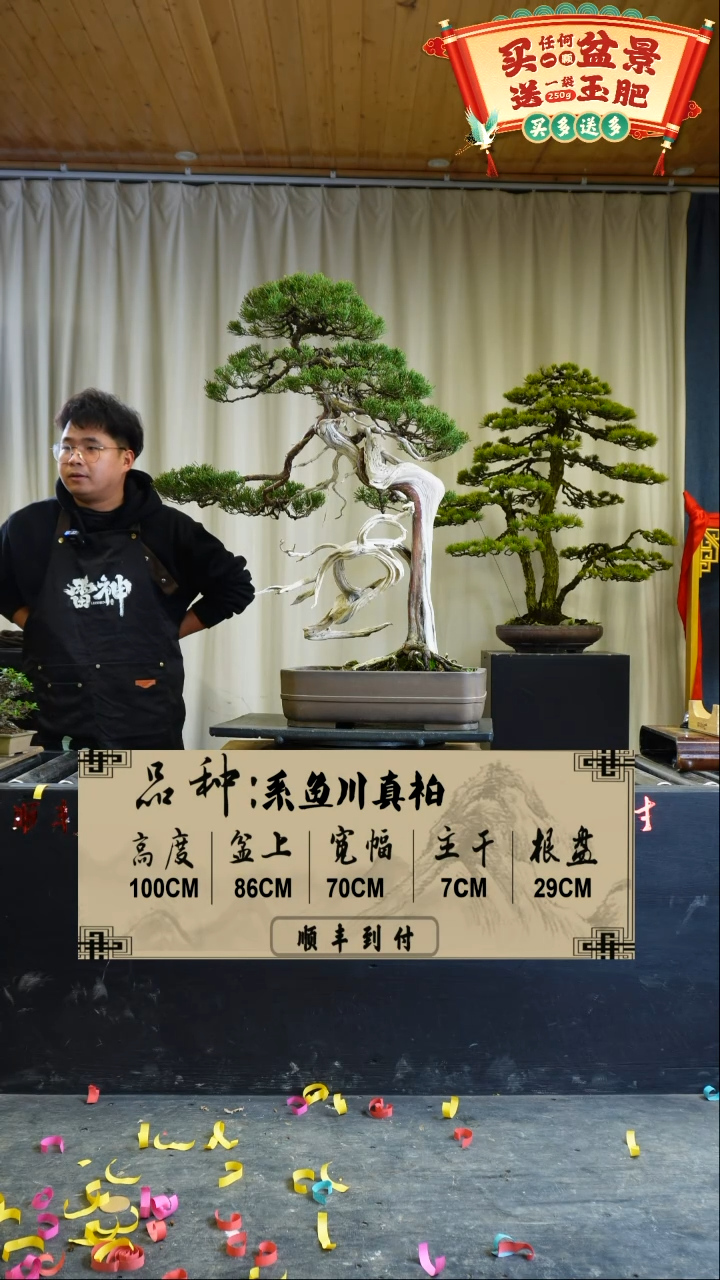 【闪购商品】x49系鱼川真柏
